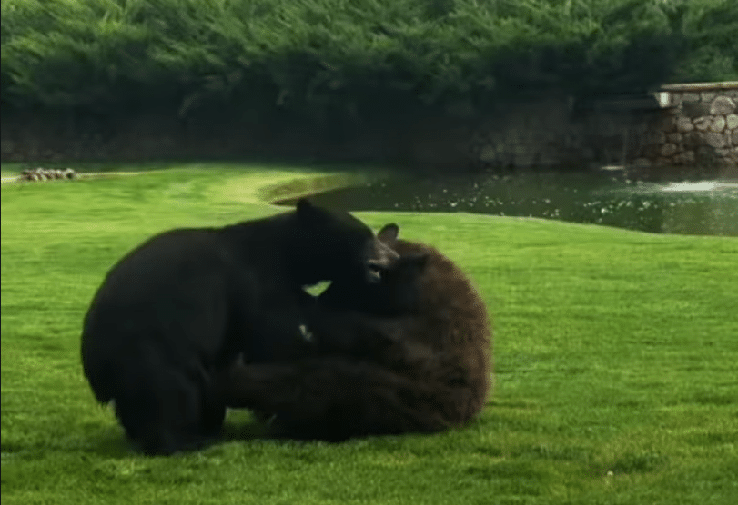 Playful Beards in Aspen, Colorado