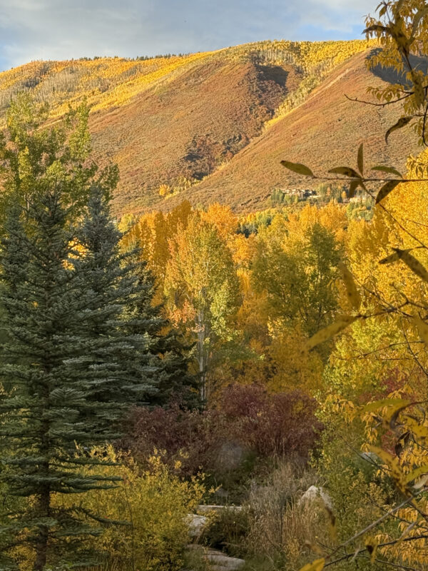 Fall Foliage in Aspen, Colorado